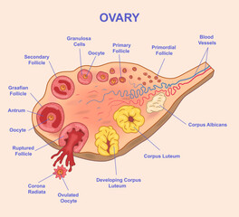 Vector illustration of ovary showing various stages of follicle development, including primordial, primary, secondary, and Graafian follicles, as well as corpus luteum, corpus albicans, and ovulation