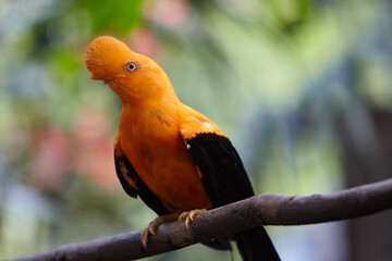 Bold, bright, and ready to dazzle. The Andean Cock-of-the-rock male puts on a show-stopping display, flaunting his vibrant orange plumage in the lush forests of  San Ramon. Peru
