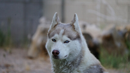 Siberian Husky portrait pictures in close up photography