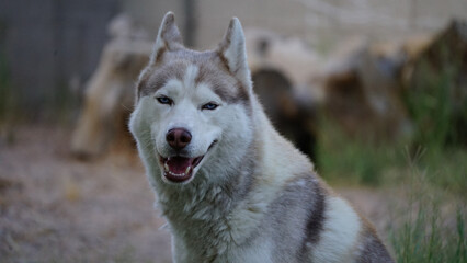 Siberian Husky portrait pictures in close up photography
