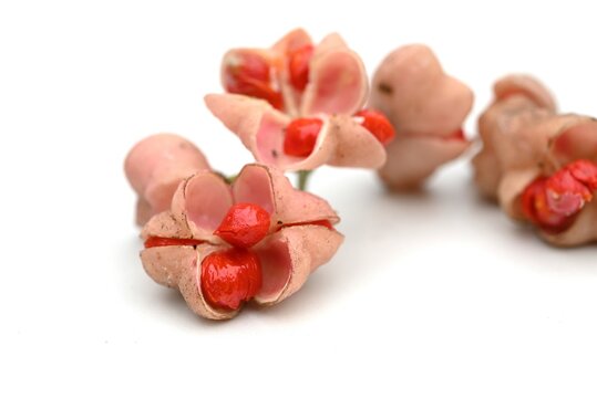 Japanese spindle tree berries. Celastraceae Dioecious deciduous shrub. Berries appear in early summer and ripen to red fruit in autumn. The berries are poisonous but the young shoots are edible.