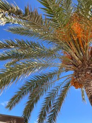 Palm Tree in Ibiza, Spain (Ibiza, Spain)
