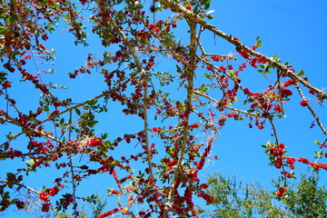 Ilex (holly) tree and fruit in autumn