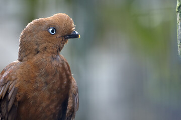 This striking female Cock of the Rock may not sport the flashy orange crest of her male counterpart, but her rich brown plumage and elegance are just as captivating. San Ramon Peru