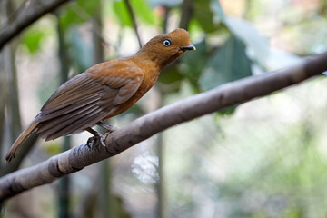 This striking female Cock of the Rock may not sport the flashy orange crest of her male counterpart, but her rich brown plumage and elegance are just as captivating. San Ramon Peru
