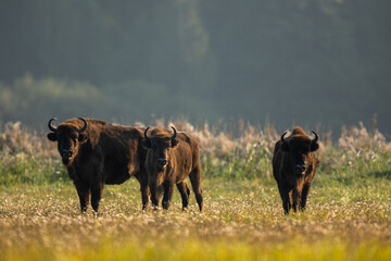 European bison - Bison bonasus in the Knyszyn Forest
