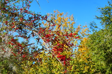 Ilex (holly) tree and fruit in autumn