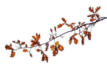 silhouette of an oak branch on a white background