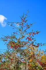 Ilex (holly) tree and fruit in autumn