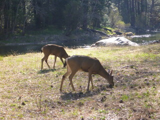 Pair of deer eating at Yosemite National Park in California