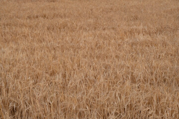View of a wheat field at dusk