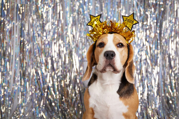 Happy New Year and Merry Christmas 2025 greeting card with a pet. A beagle dog with a headband with...