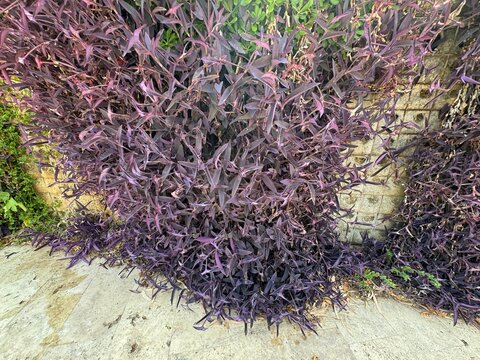 Tradescantia pallida purple flowers bloom in summer. It is called purple secretia, purple heart or purple queen. Its purple leaves cover the entire wall like a carpet. It is a type of spiderwort.
