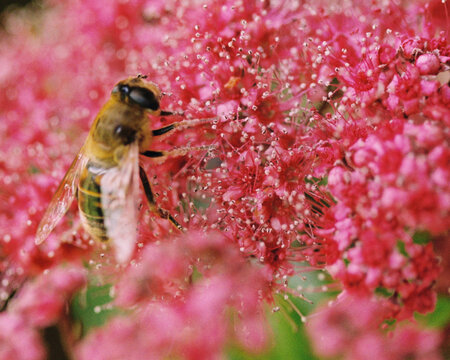 A busy bee on the pink flower