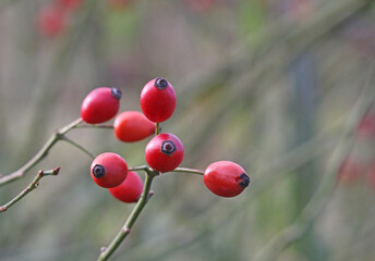 bacche rosse di rosa selvatica