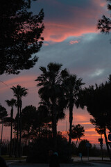 Sonnenuntergang mit Palmen im Vorgrund
