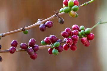 Straight from the lush green heart of Villa Rica. These fresh coffee seeds are the very essence of what makes every cup a flavorful journey. Cultivated with passion and care, they carry the aroma.