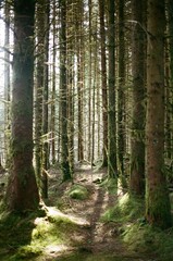 Fototapeta premium forest in the sun in England 35mm film photography 