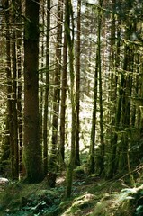 Obraz premium English forest in summer with sun on 35mm film