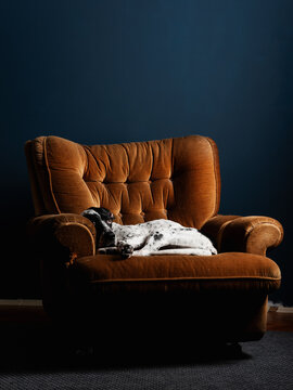 Sad Dog Lying In The Old Armchair Against The Blue Wall
