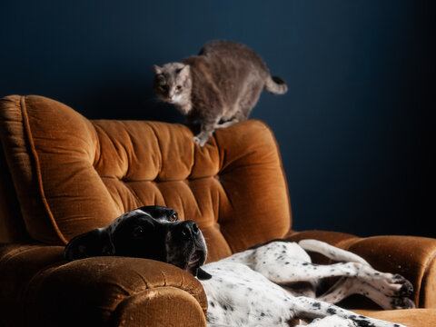 Dog And A Cat In The Armchair Against The Blue Wall