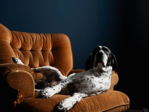 Portrait Of A Dog Lying In The Old Armchair At Home