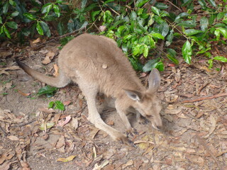 Obraz premium close up of kangaroo on the floor in Australia