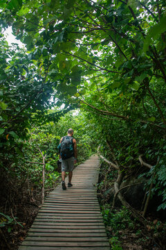 Man hiking on a wooden path in a tropical forest