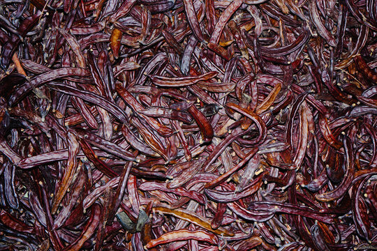 freshly harvested carob pods