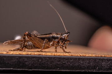 Macro photo grasshopper on the ground