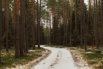 winter forest landscape after heavy snowfall
