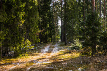 winter forest landscape after heavy snowfall
