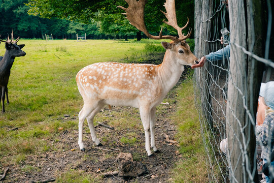 Deer feeding from person's hand through a fence in a grassy field