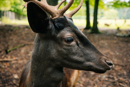Close-up of a young fallow deer in a forest with soft lighting

