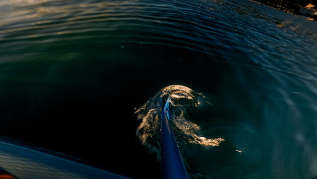 Row through the water