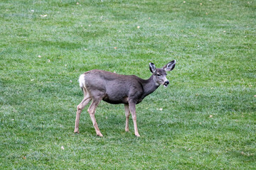 Mule deer at Zion National Park.