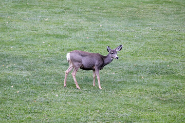 Mule deer on the lodge grounds at Zion National Park.