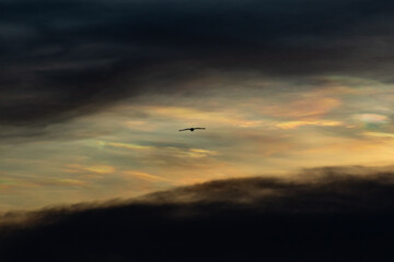 Silhouette of a flying seagull in the sunset sky