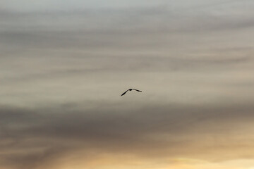 Silhouette of a flying seagull in the sunset sky