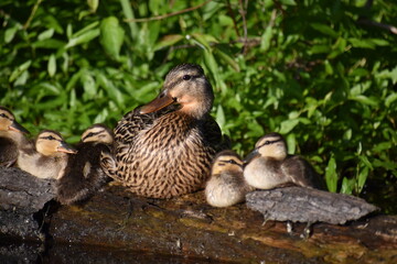 Mother duck with babies
