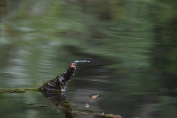 Damselfly