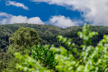 Fototapeta premium Panoramic nature background from the viewpoint with mountains, big trees, green rice fields, the joy of adventure travel and energy conservation from the ecosystem.