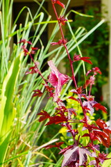 Hibiscus acetosella flower boom blossom