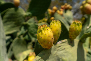 Prickly pear cactus close up with fruit in red color, cactus spines. Green pads on a prickly pear cactus.