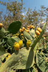 Prickly pear cactus close up with fruit in red color, cactus spines. Green pads on a prickly pear cactus.
