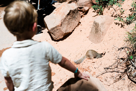 Young Boy Watches Squirrel Digging Hole at Zion National Park
