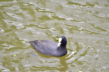 AVES ACUÁTICAS
