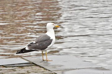 AVES ACUÁTICAS
