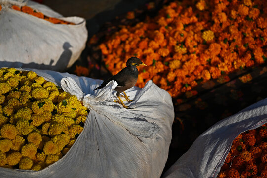 A bird sits on fower bundles at a market in India