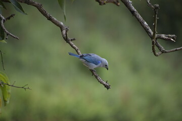 Birds of Colombia